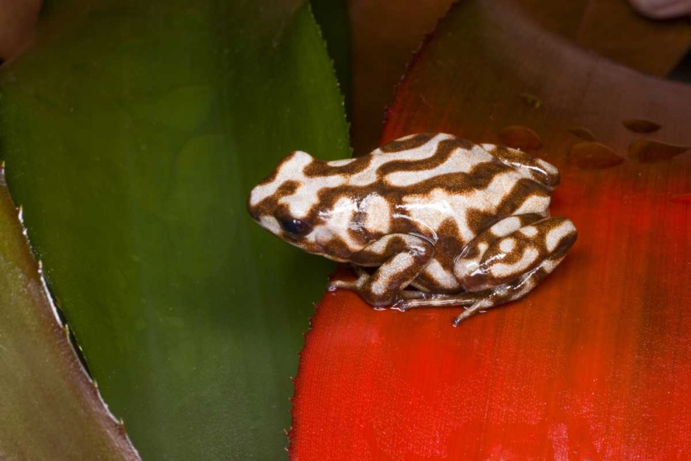 Panama A variety of poison dart frog on red leaf art print by Jim Zuckerman for $57.95 CAD